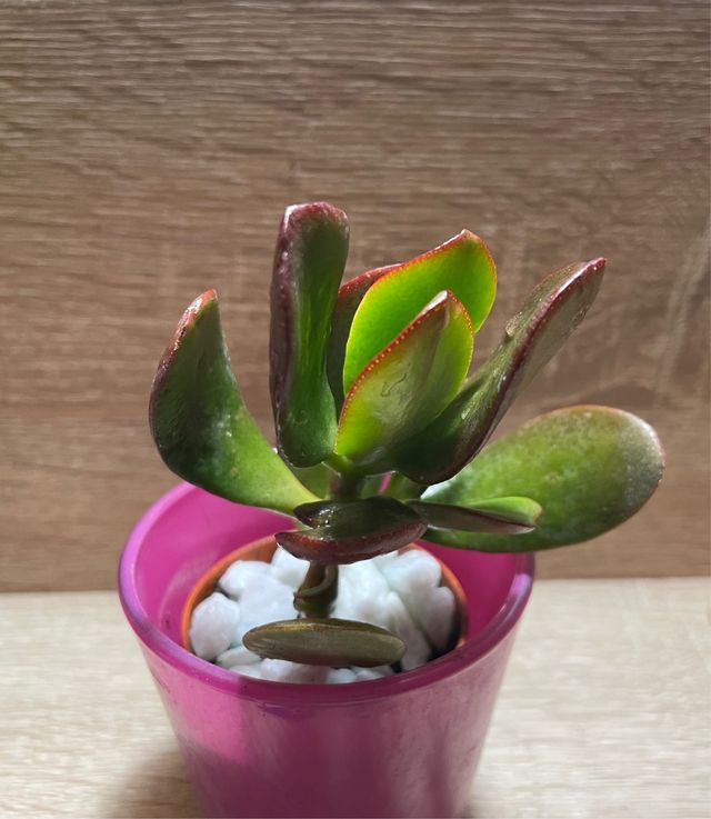 Crassula ovata Pianta