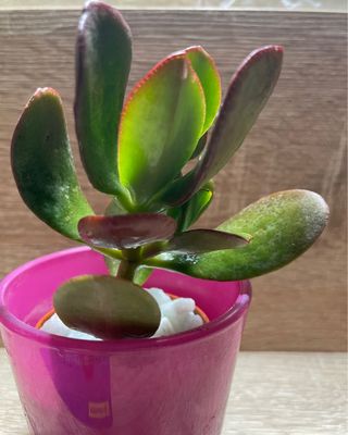 Crassula ovata Pianta