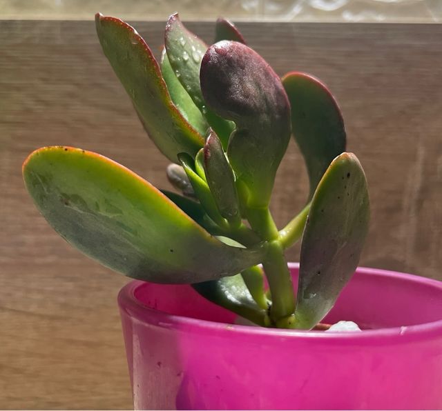 Crassula ovata Pianta