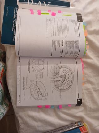 Netter. Cuaderno de anatomía para colorear + St...