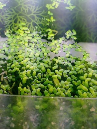 Lentejas de agua para acuario