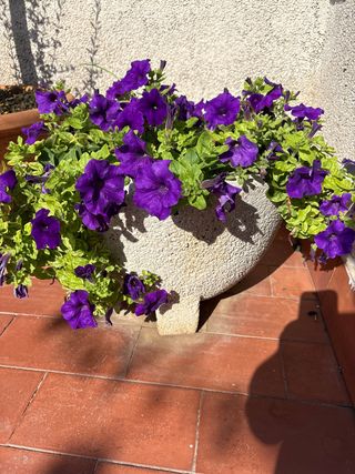 Jardinera Redonda blanco beige