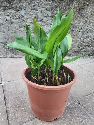 Planta Aspidistra
