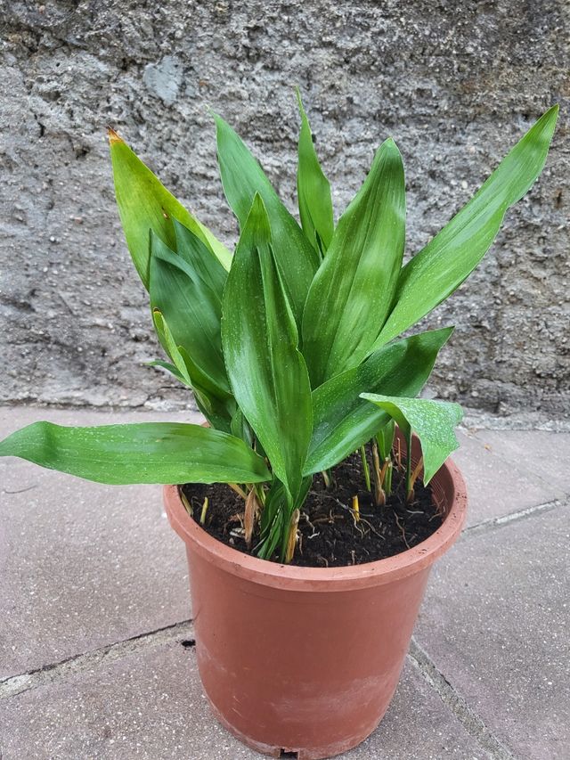 Planta Aspidistra
