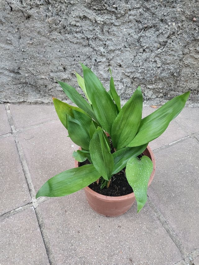 Planta Aspidistra