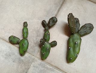 Cactus sin espinas