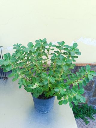 Plectranthus Caninus Pianta