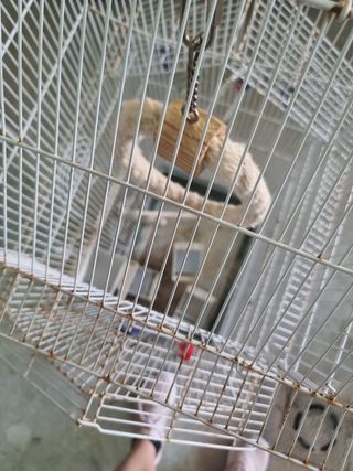 Jaula para pájaros blanca y verde