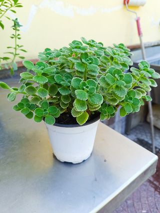 Origano Cubano/Francese