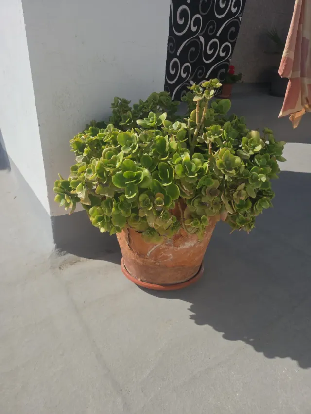 Planta de exterior en maceta