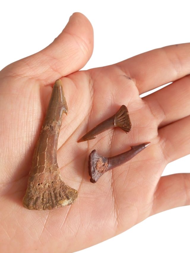 Fossili naturali di Tib. Sierra.