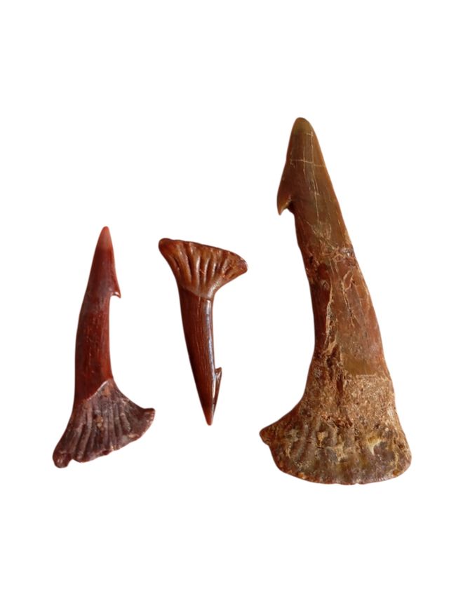 Fossili naturali di Tib. Sierra.