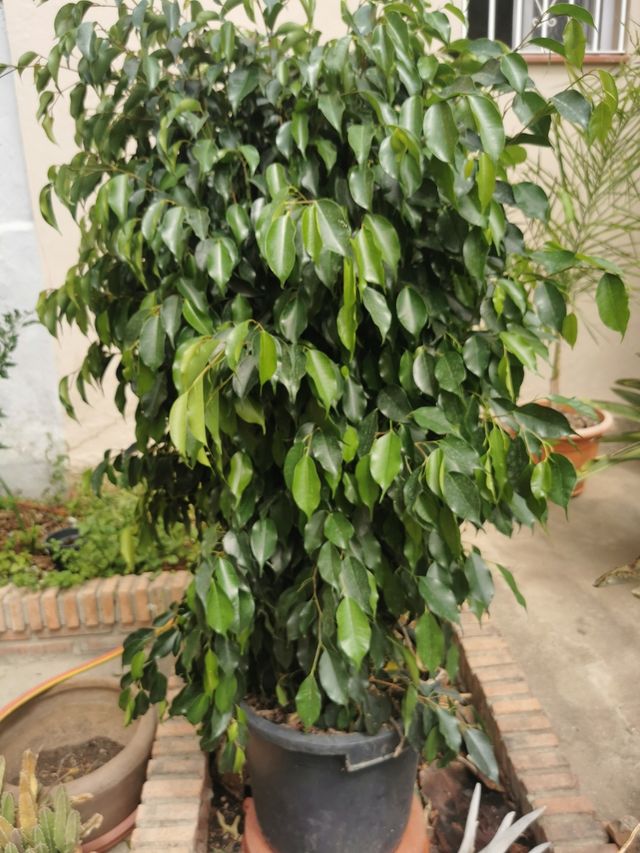 Ficus en maceta