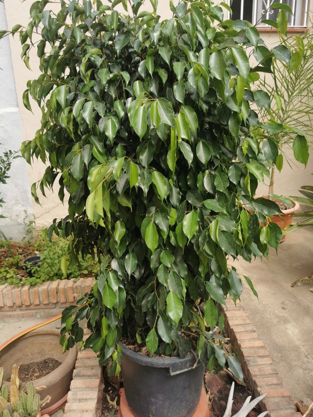 Ficus en maceta