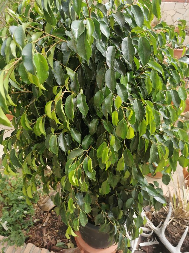 Ficus en maceta