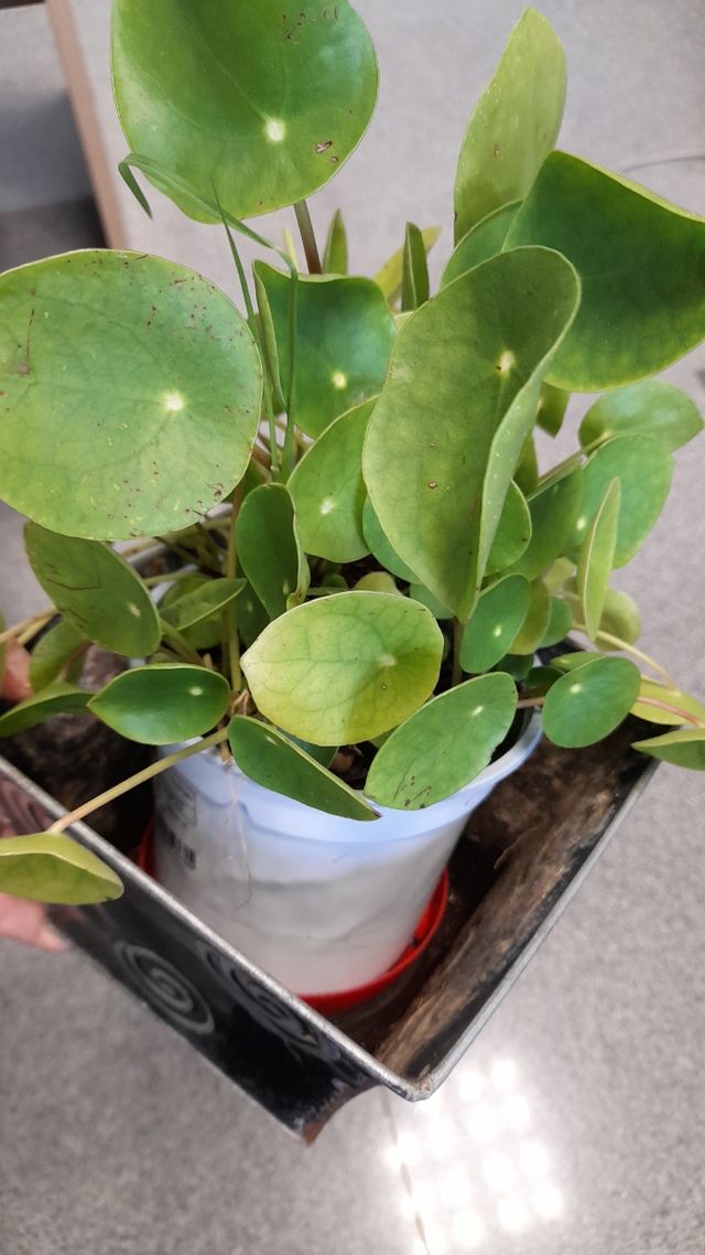Pilea Peperomioides, planta del dinero china