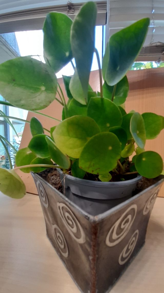 Pilea Peperomioides, planta del dinero china