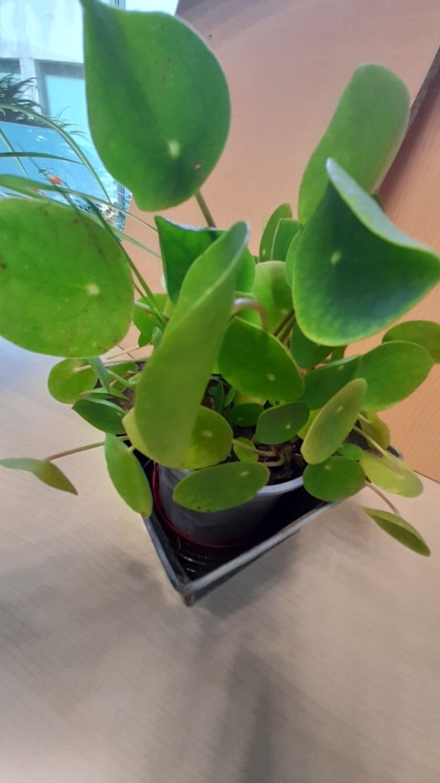 Pilea Peperomioides, planta del dinero china