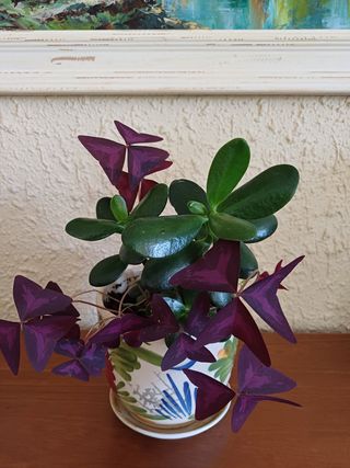 Maceta con 2 plantas: Jade y Oxalis morada .