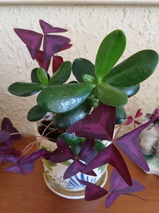 Maceta con 2 plantas: Jade y Oxalis morada .