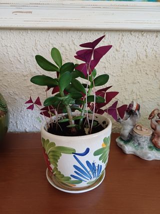 Maceta con 2 plantas: Jade y Oxalis morada .
