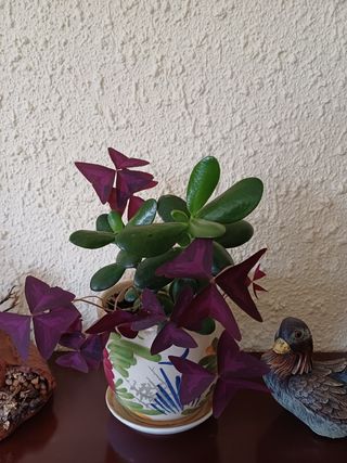 Maceta con 2 plantas: Jade y Oxalis morada .