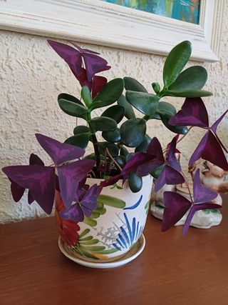 Maceta con 2 plantas: Jade y Oxalis morada .