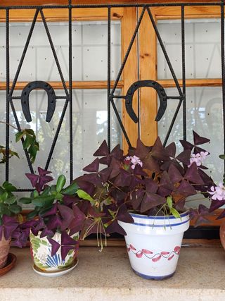 Maceta con 2 plantas: Jade y Oxalis morada .