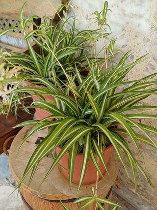 Maceta con 2 plantas: Jade y Oxalis morada .