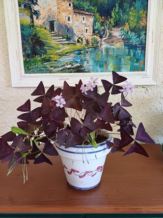 Oxalis triangularis en maceta decorativa.
