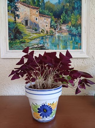 Oxalis triangularis en maceta decorativa.