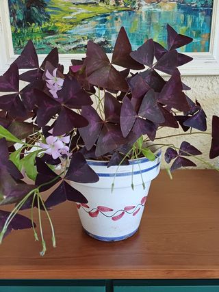 Oxalis triangularis en maceta decorativa.