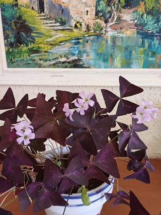 Oxalis triangularis en maceta decorativa.