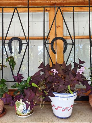 Oxalis triangularis en maceta decorativa.
