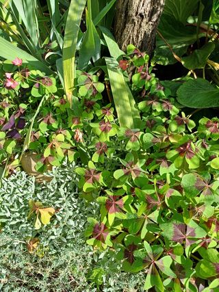 Oxalis triangularis en maceta decorativa.