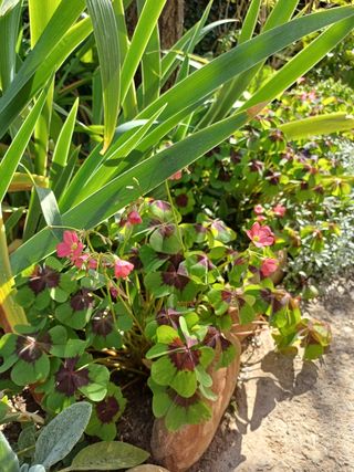 Oxalis triangularis en maceta decorativa.