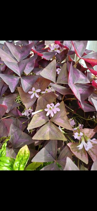 Oxalis triangularis en maceta decorativa.