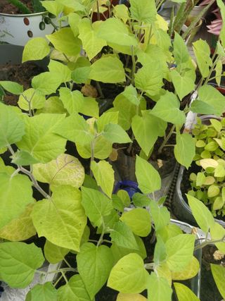 Physalis Peruviana 5*1€