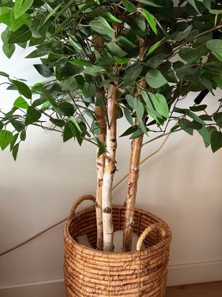 Planta Ficus Artificial 180cm