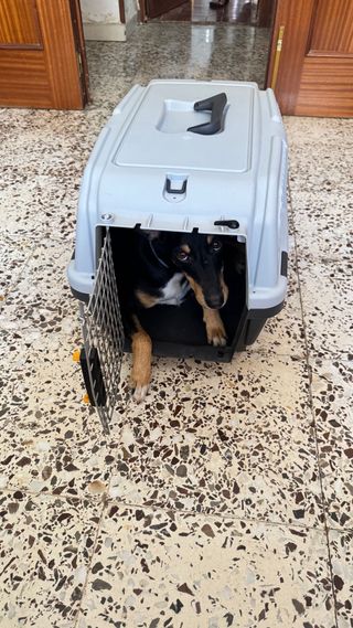 Transportín para perros – seguro y cómodo