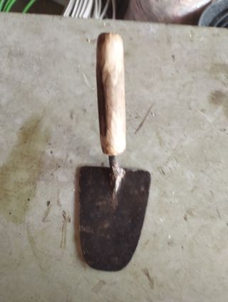 Palustre mediana bellota