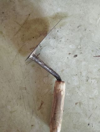 Palustre mediana bellota