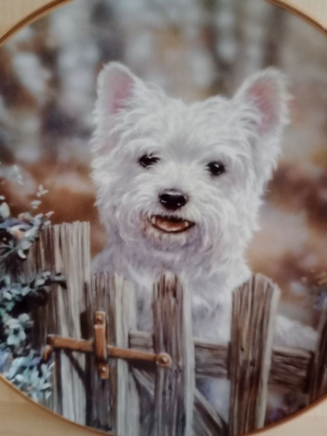 Plato decorativo porcelana.