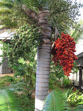 Wodyeitia bifurcata. Semillas palmera
