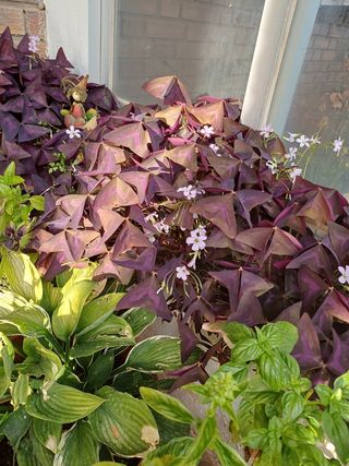 Oxalis tetraphilla .