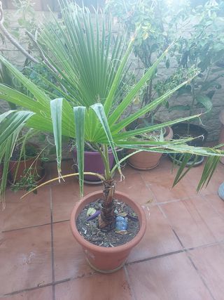 Palmera en maceta . Palmera grande con maceta
