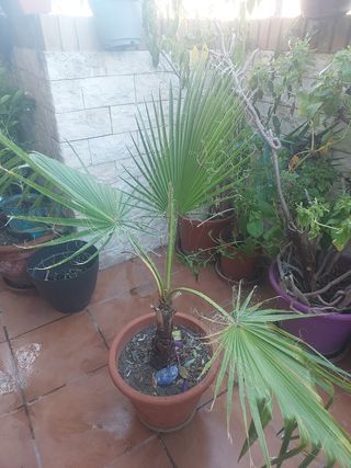 Palmera en maceta . Palmera grande con maceta