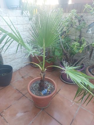 Palmera en maceta . Palmera grande con maceta
