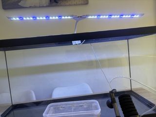 Lote Acuario 100 l con Accesorios