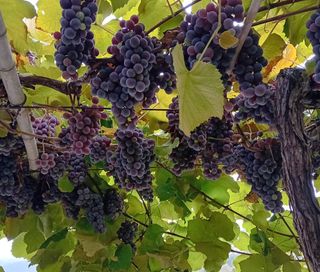UVAS